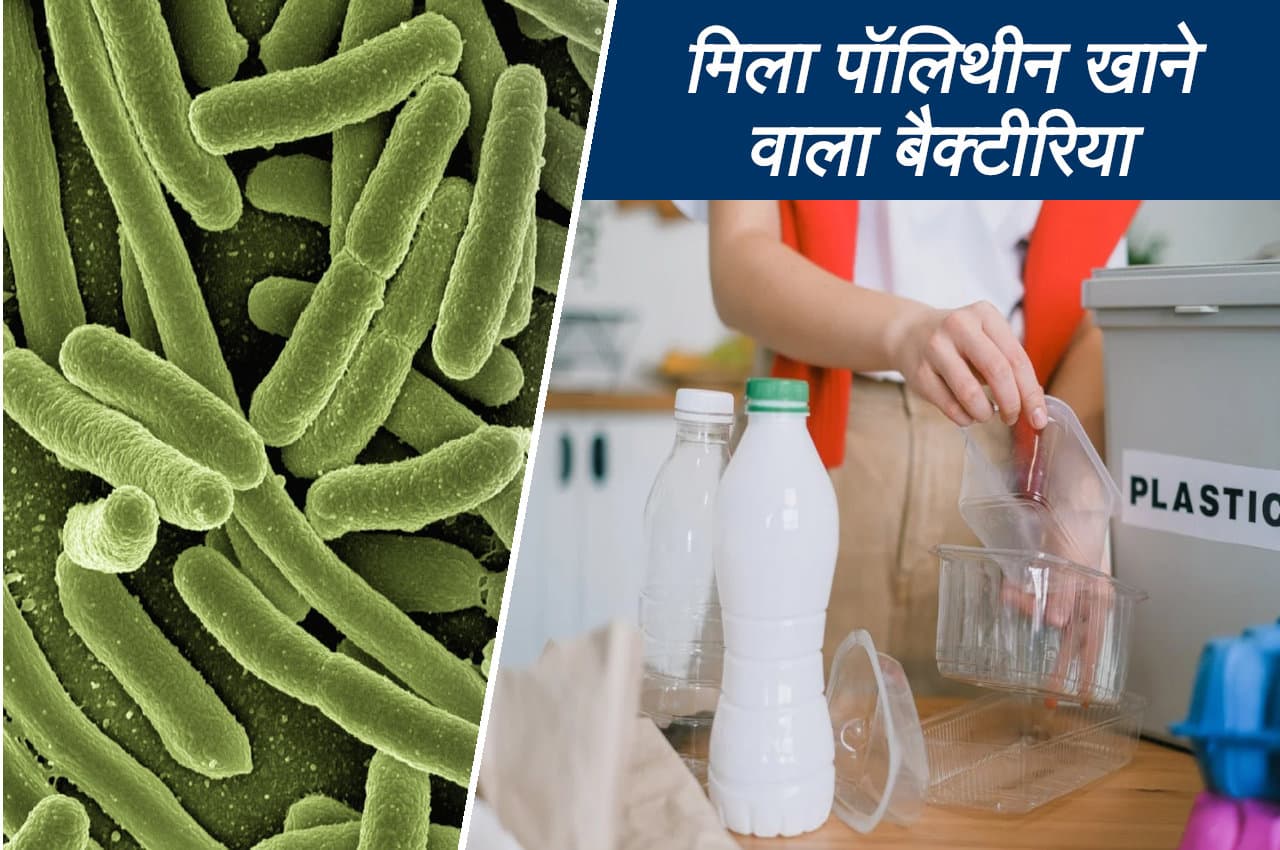 वैज्ञानिकों को मिला पॉलिथीन खाने वाला बैक्टीरिया, जल्द खत्म होगी प्लास्टिक वेस्ट की समस्या