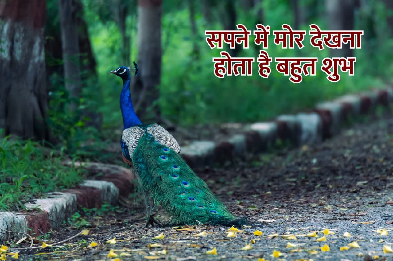 सपने में मोर देखना होता है शुभ, अथाह पैसे के साथ-साथ मिलती हैं खुशियां भी