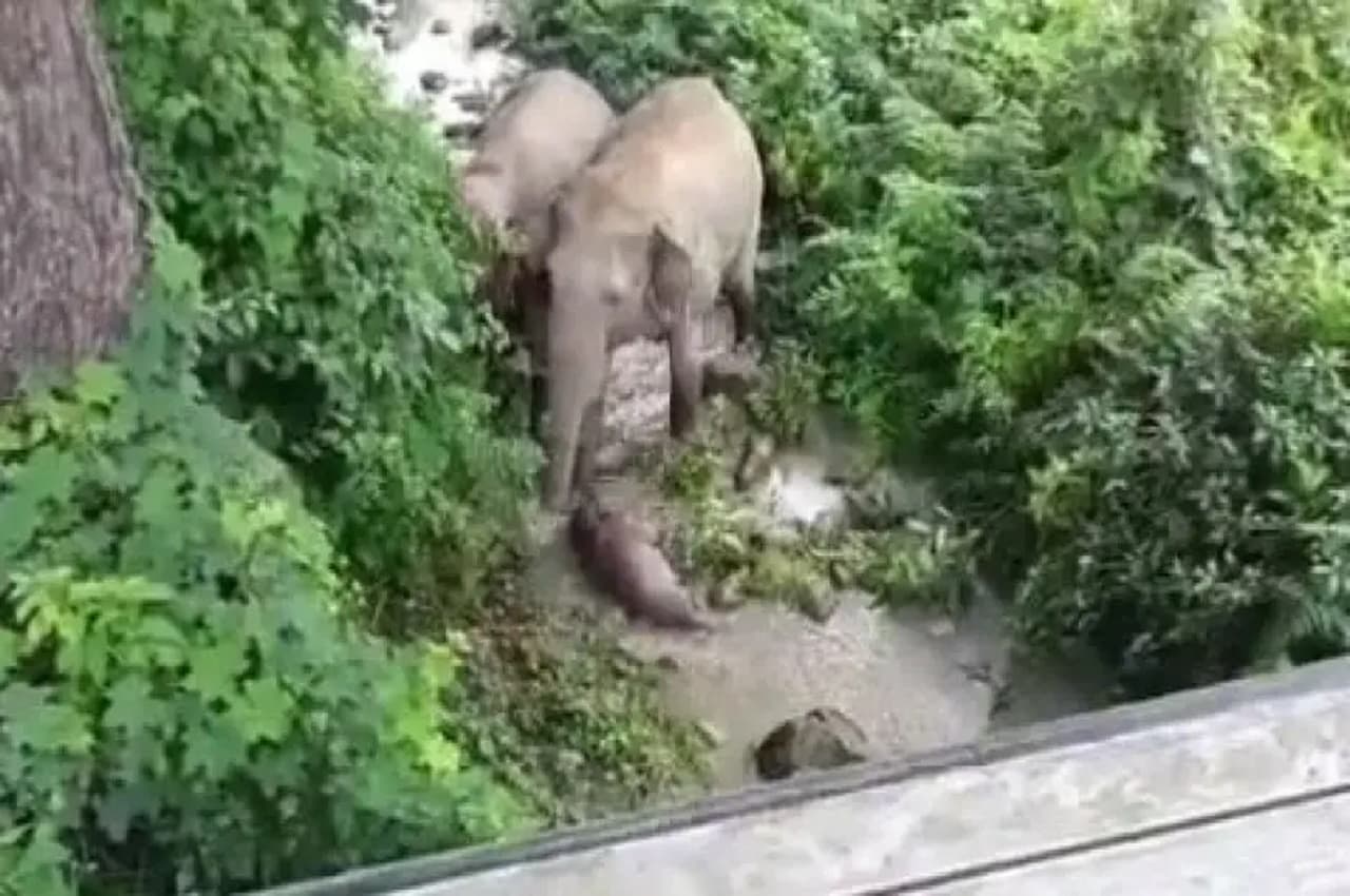 Heartbreaking! जीवित नहीं था हाथी, लेकिन 2 km तक उठाकर लाई मां और ऐसे की जिंदा करने की नाकाम कोशिश