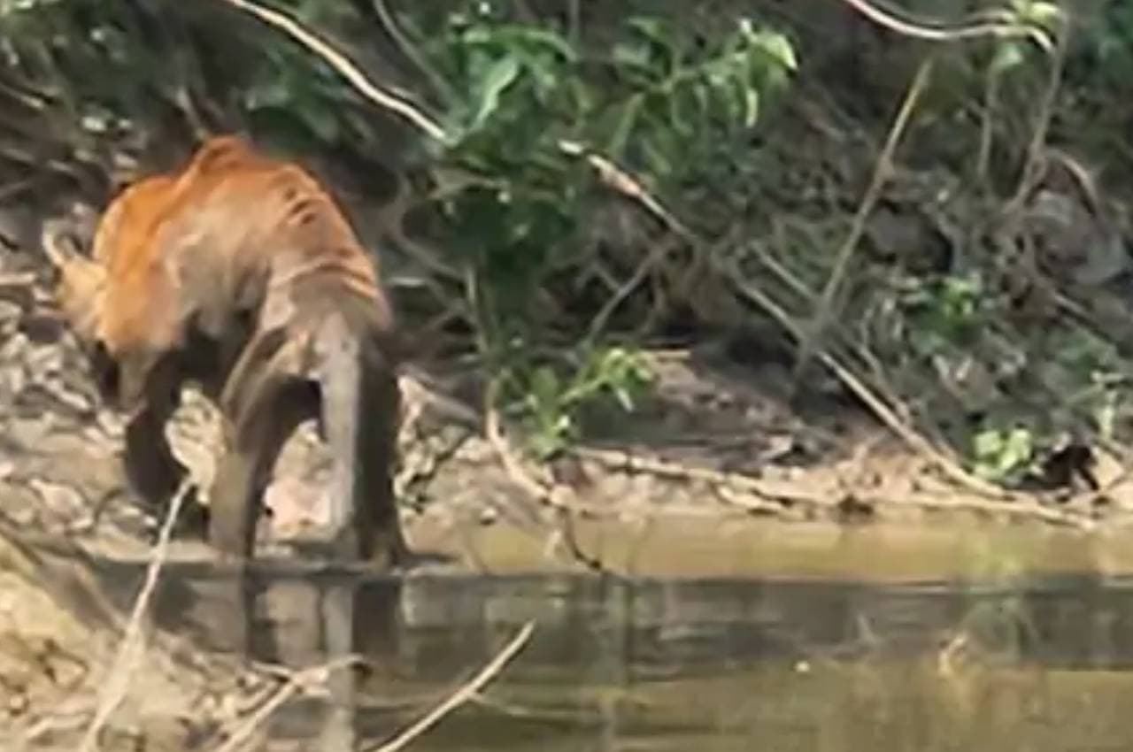 कान्हा नेशनल पार्क में जख्मी हालत में दिखा टाइगर, देखने पहुंच रहे सैलानी, रेस्क्यू में जुटा वन विभाग