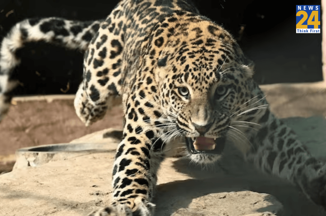 Leopard Attack: बहराइच के कतर्नियाघाट सैंचुरी में तेंदुए ने महिला का किया शिकार, गांव वालों ने किया यह दावा