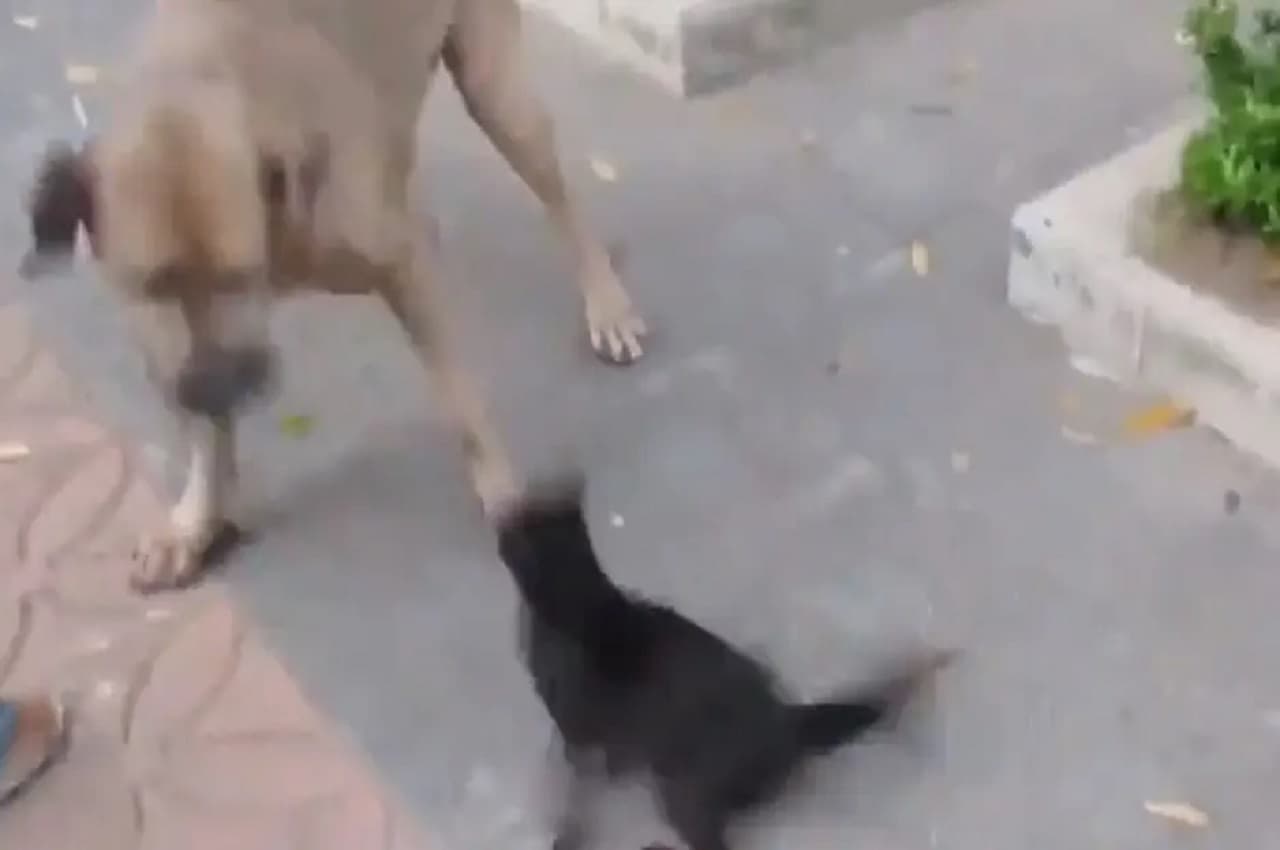 Viral Video: बच्चे को बचाने के लिए बिल्ली ने किया बड़े कुत्ते पर हमला, देखें फिर क्या हुआ