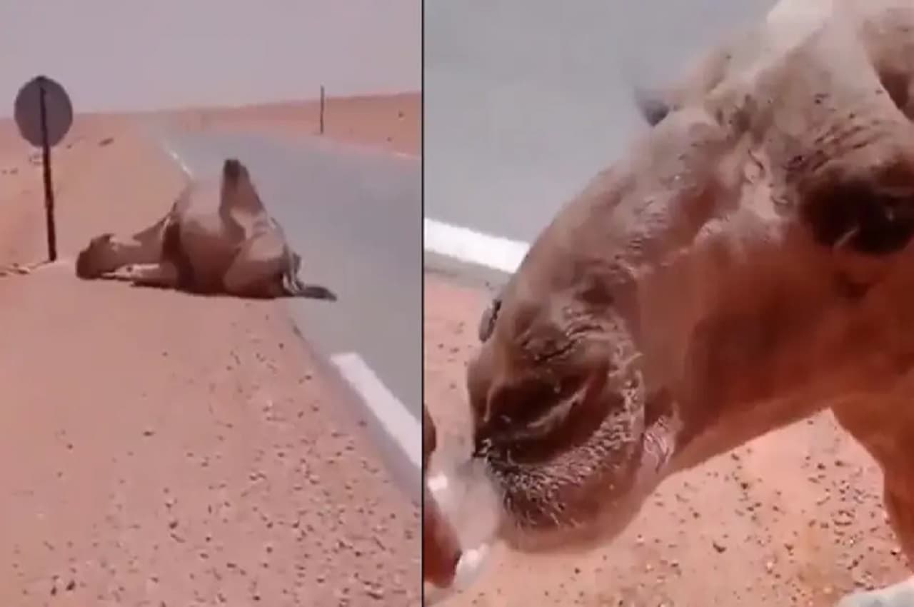 camel