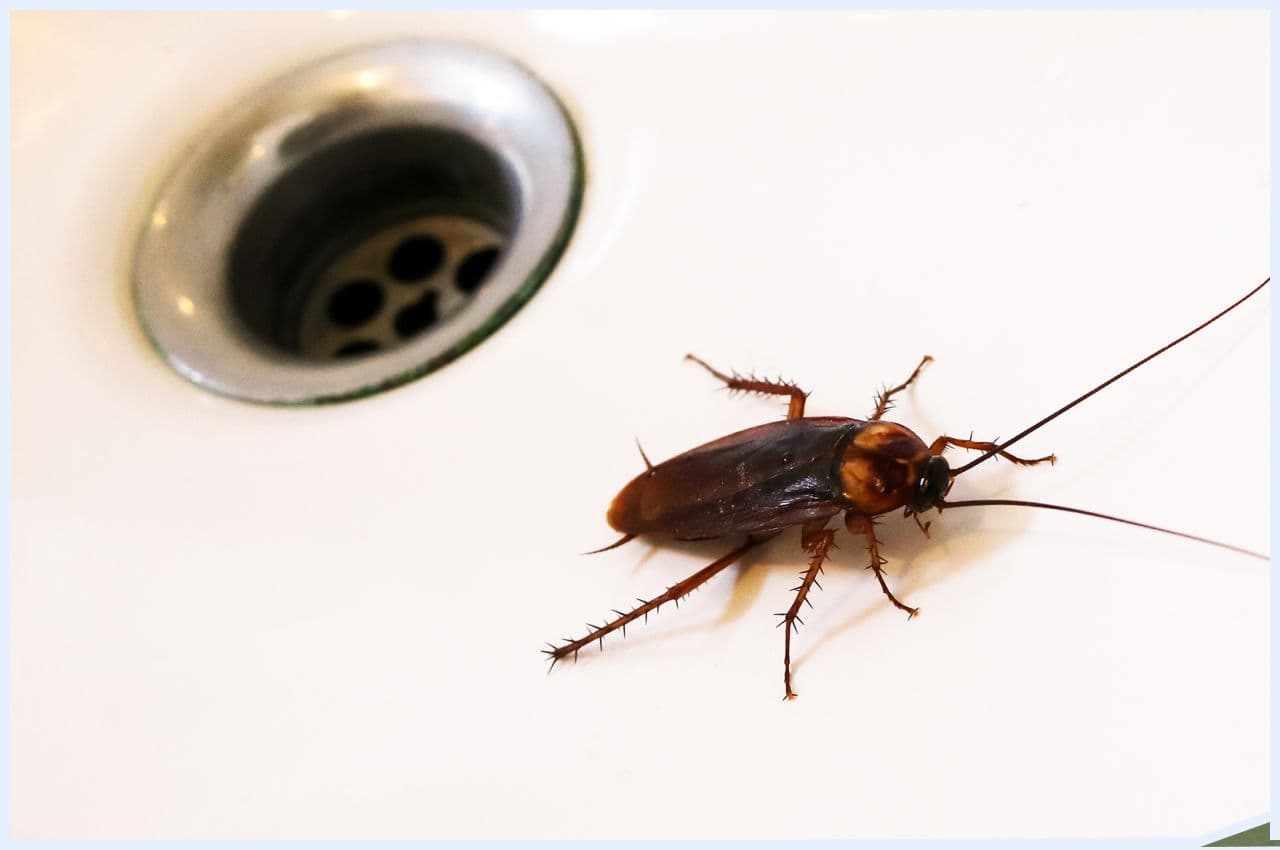 Get rid of insects: ये 3 काम कर लीजिए, बारिश के मौसम में घर में नहीं घुस पाएंगे मच्छर और कीड़े-मकोड़े