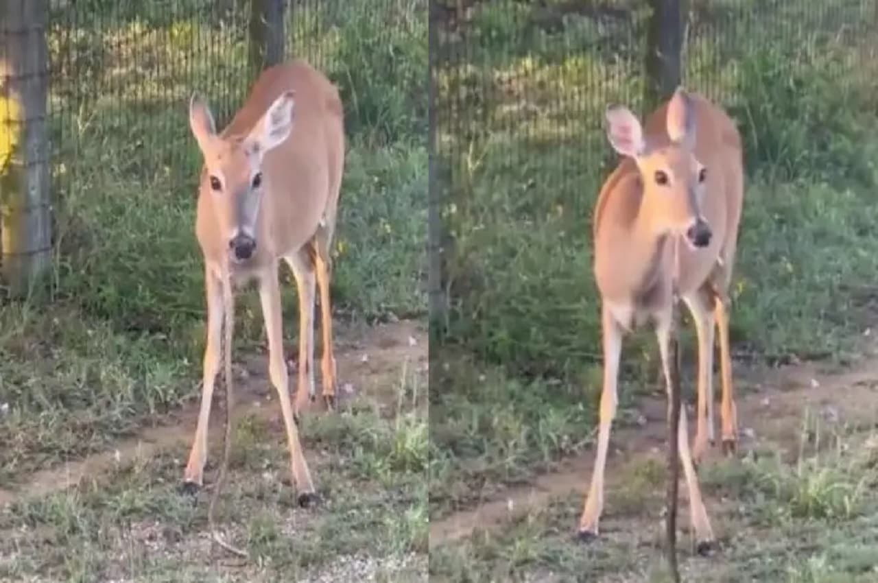 deer eat snake deer eat snake