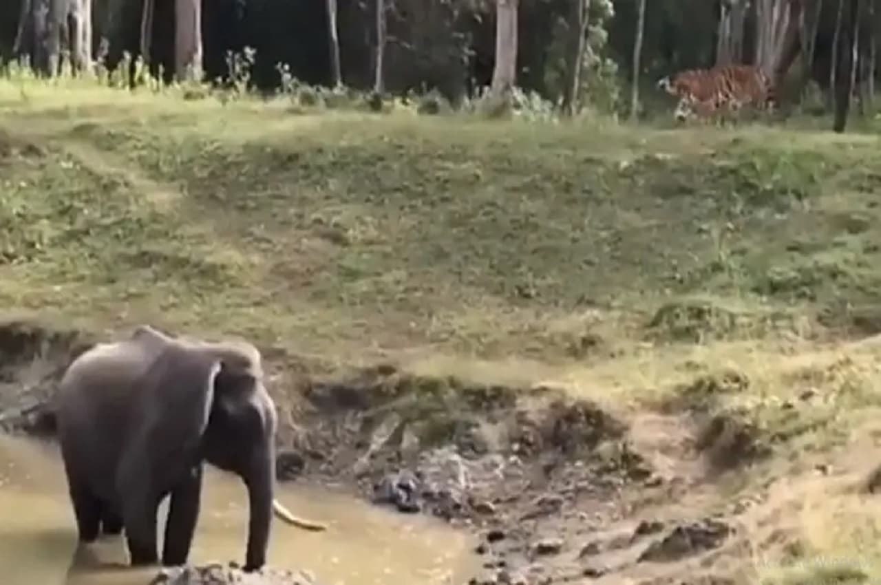 Elephant Vs Royal Bengal Tiger Video: जब आमने-सामने आए हाथी और टाइगर तो बढ़ गया जंगल का तापमान, खतरनाक था अंजाम
