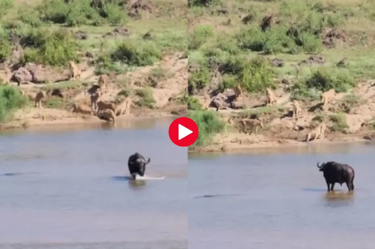 Viral Video: शेरों के झुंड के सामने बहादुरी ना चली, तो भैंस ने ऐसे दी चतुराई से मात