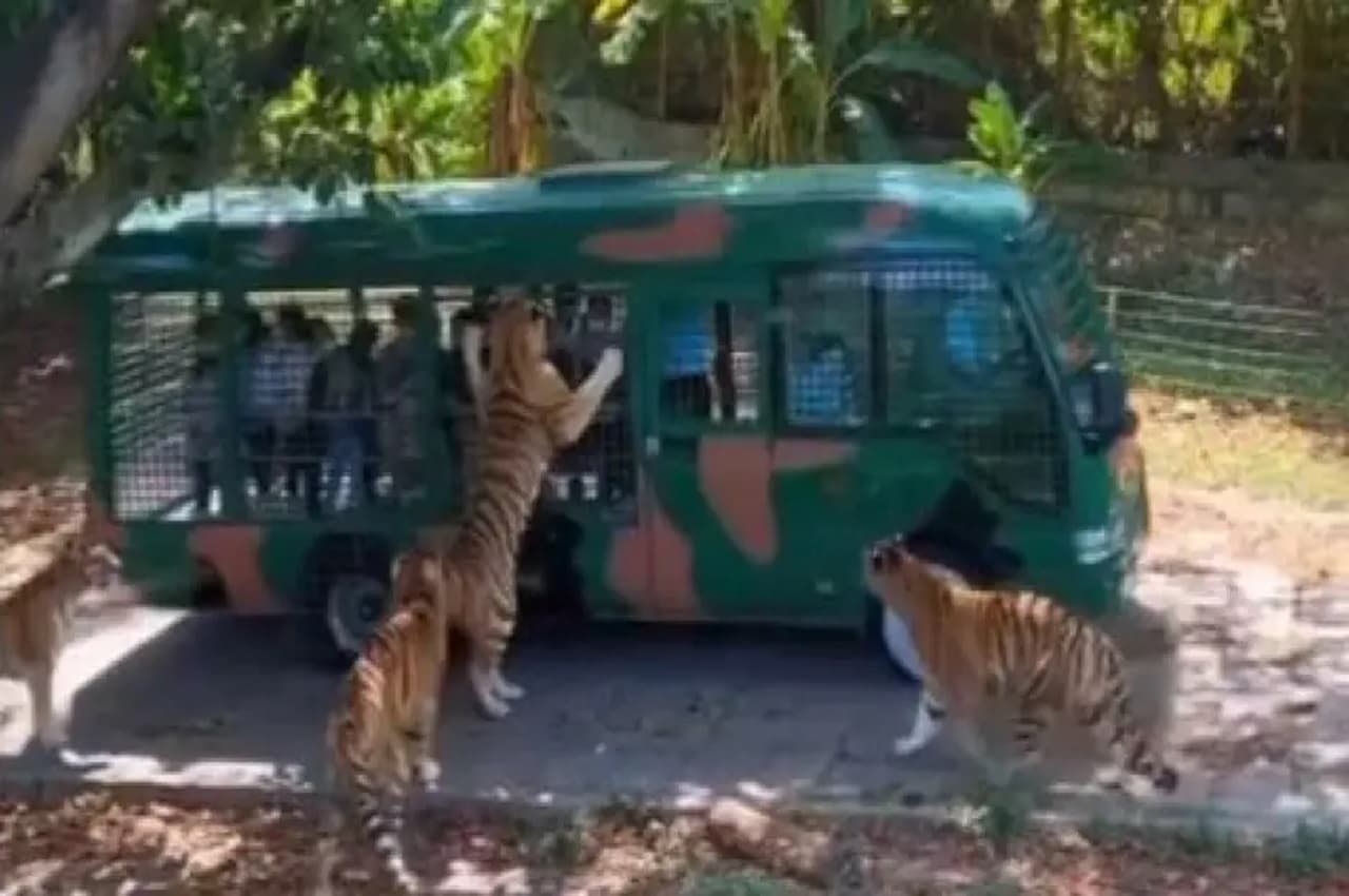 Viral Video: जंगल सफारी के दौरान पर्यटकों की वैन को बाघों ने घेरा, देखें फिर क्या हुआ
