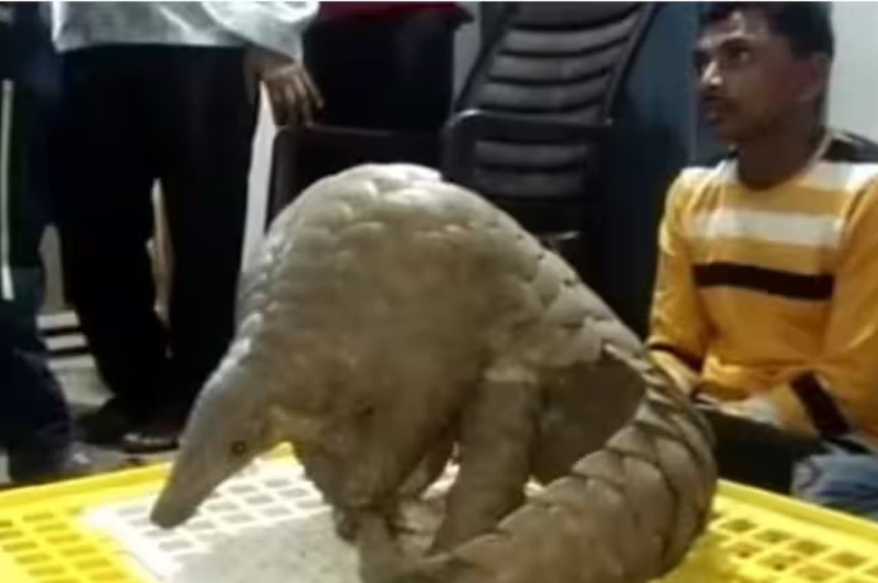 Kanker: जिंदा पेंगोलिन के साथ पकड़े गए तीन तस्कर, 15 लाख में किया था डील