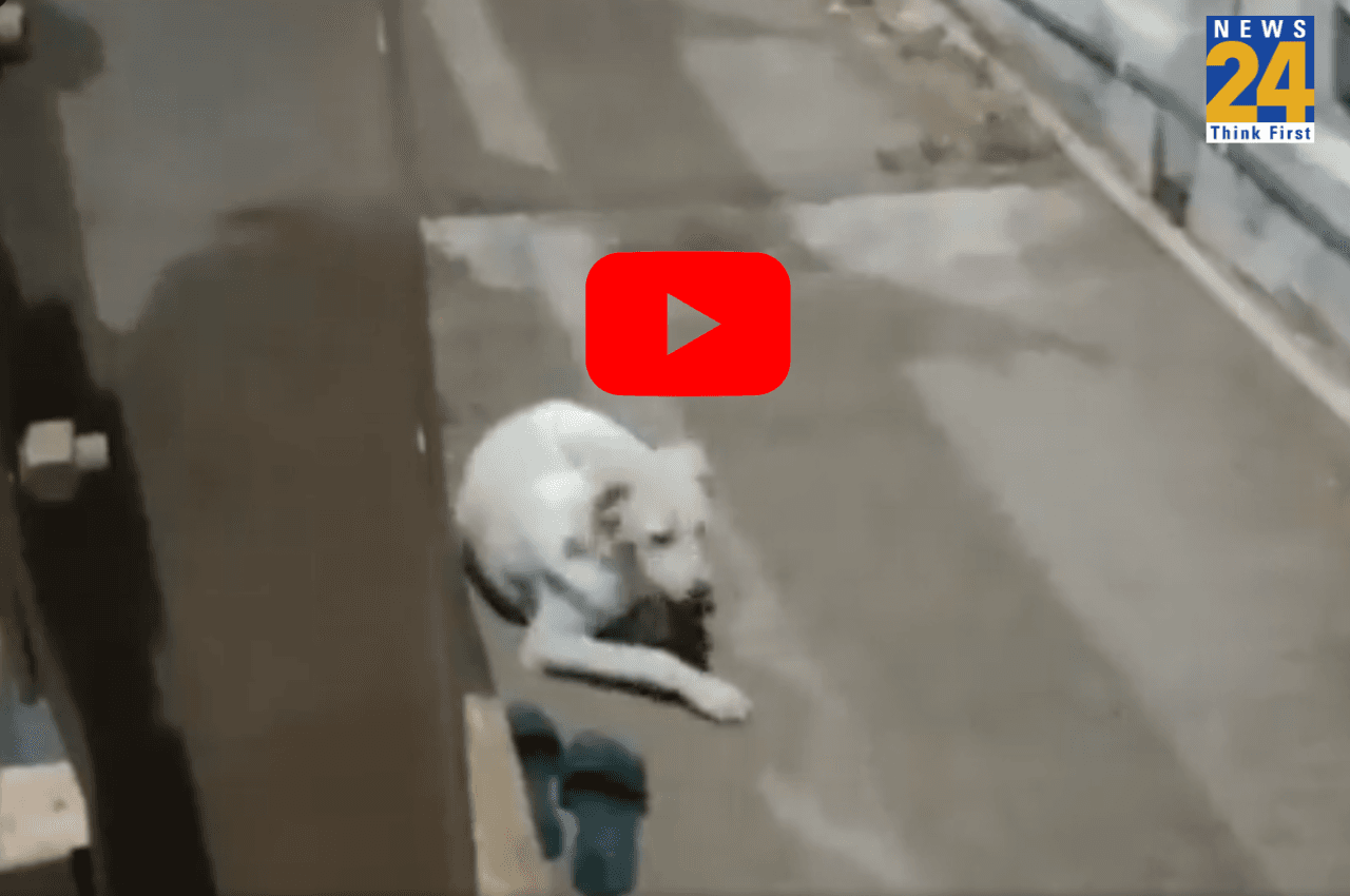 Viral Video: महिला ने नदी में कूदकर दी जान, पालतू कुत्ता पुल पर लौटने का करता रहा इंतजार, रुला देगा ये वीडियो