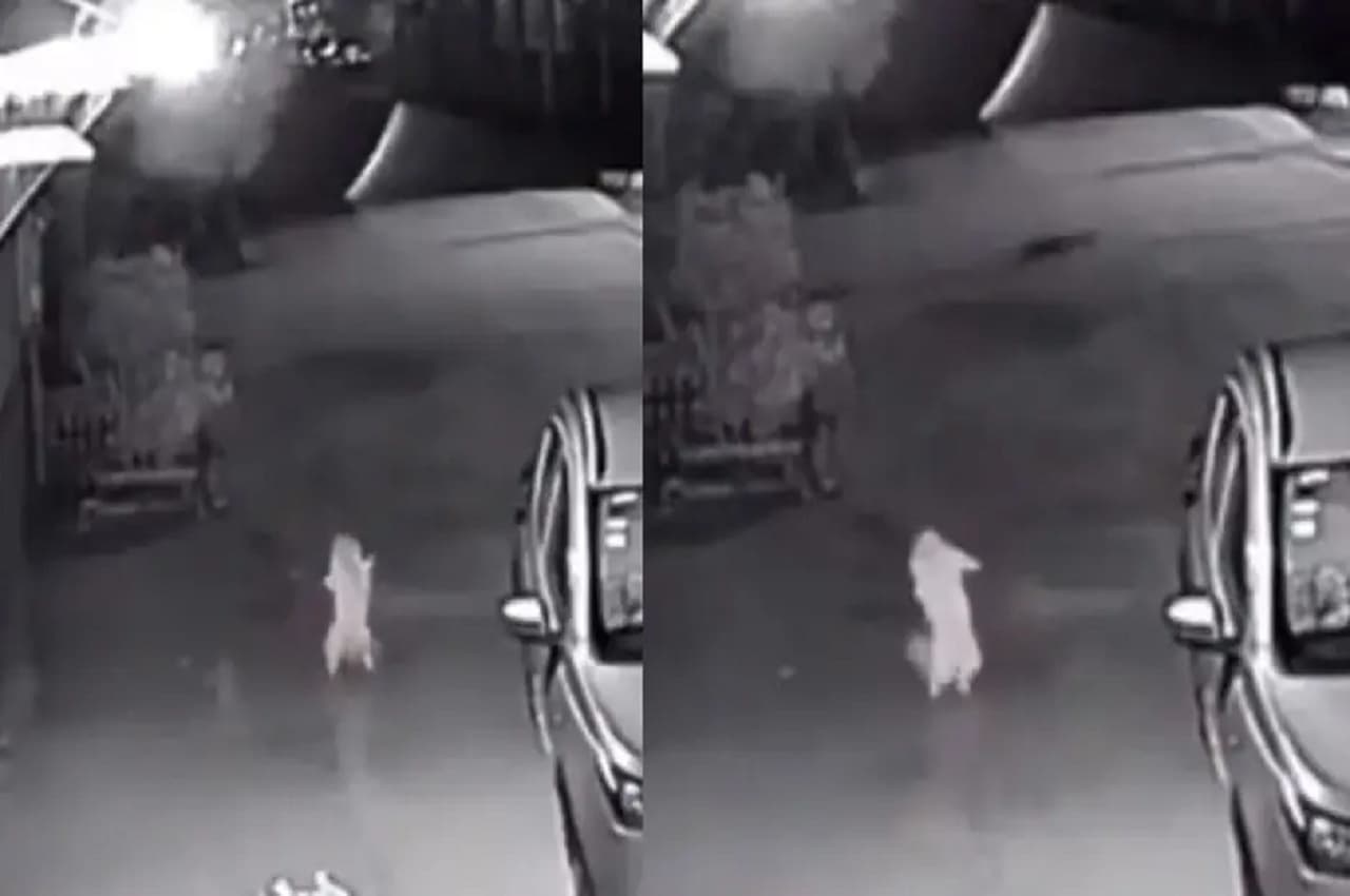 Viral Video: इंसानों की तरह नाचने वाली बिल्ली CCTV में हुई कैद, Cat Lovers के उड़ जाएंगे होश!