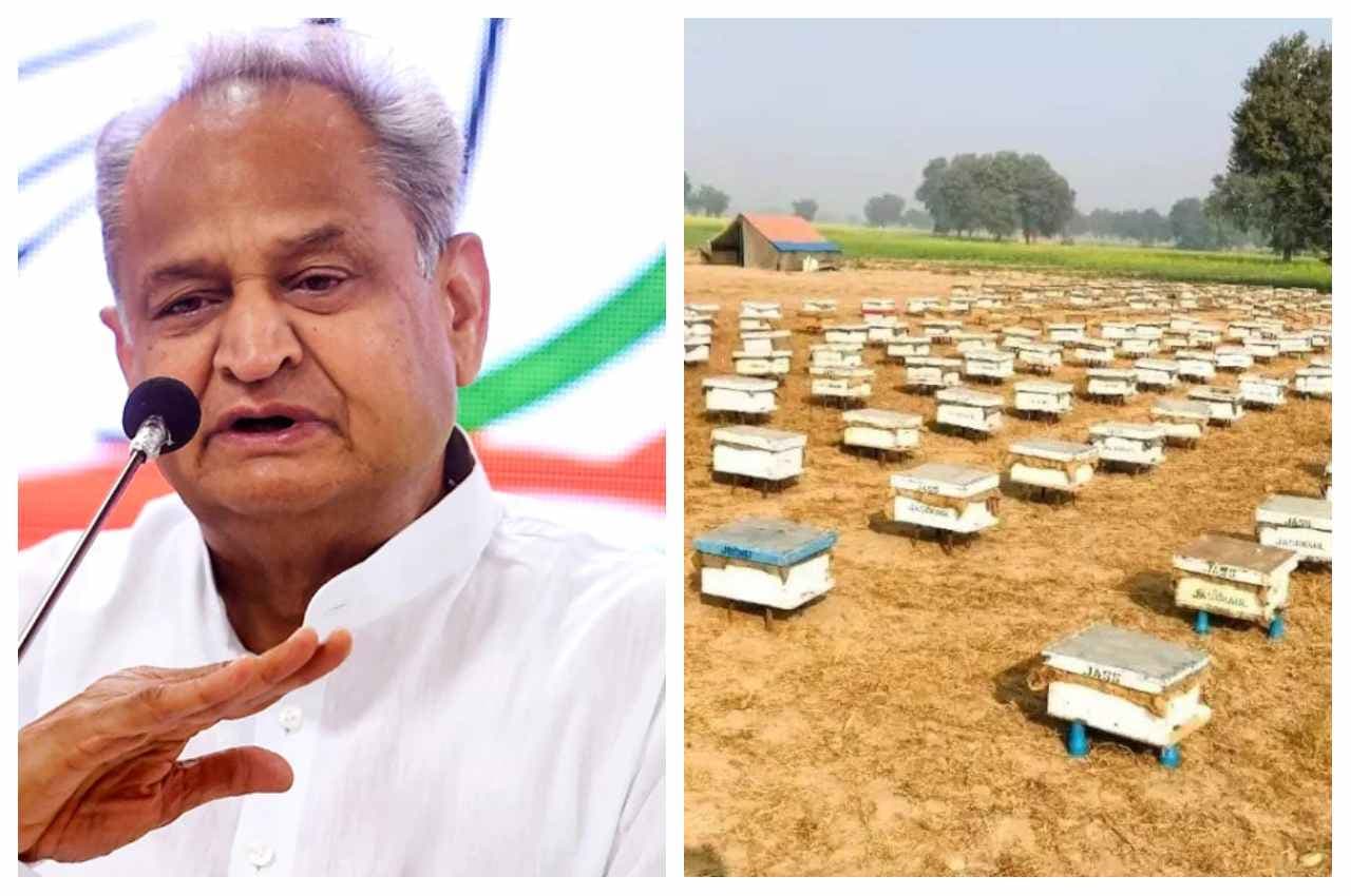Jaipur: गहलोत सरकार दे रही मधुमक्खी पालन को बढ़ावा, प्रदेश के 10 हजार किसानों को मिलेगा अनुदान