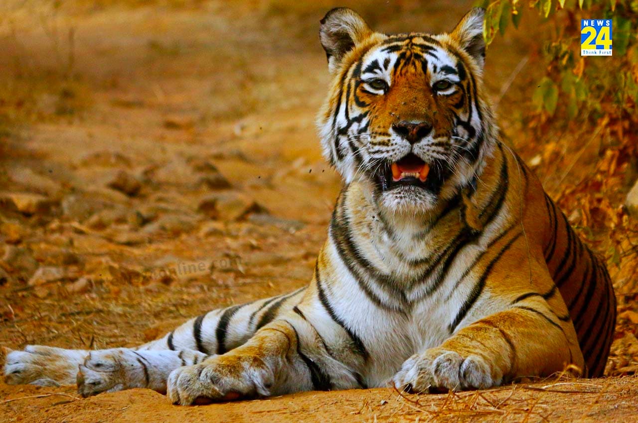 Tiger State Madhya Pradesh