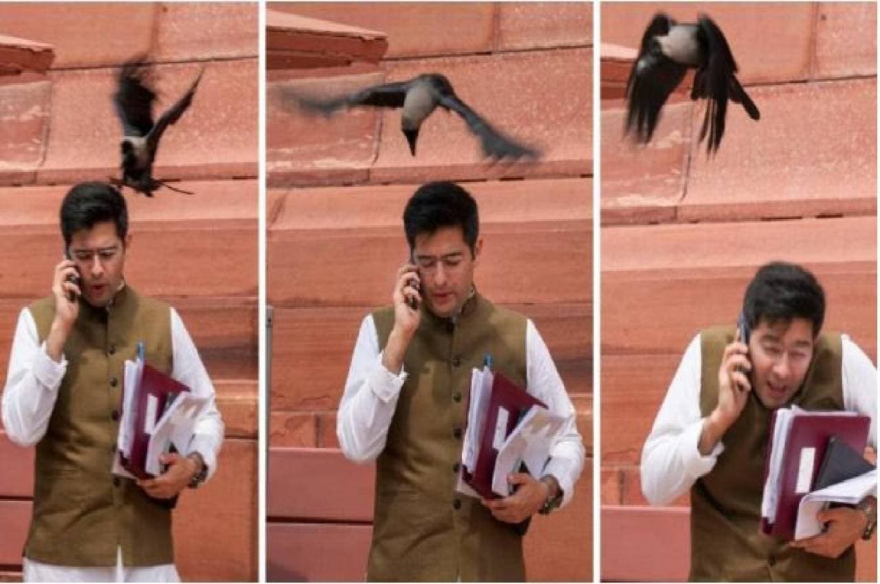 AAP के सांसद पर कौए का 'हमला': भाजपा बोली- झूठ बोले कौवा काटे; राघव चड्ढा का पलटवार- हंस चुगेगा दाना...