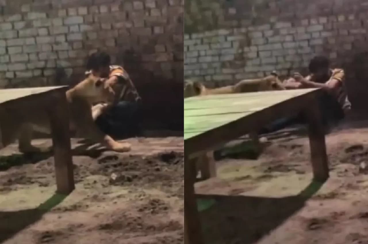 Viral Video: रात के अंधेरे में दो शेरों का हमला, जान बचाने को इधर-उधर भागता रहा आदमी