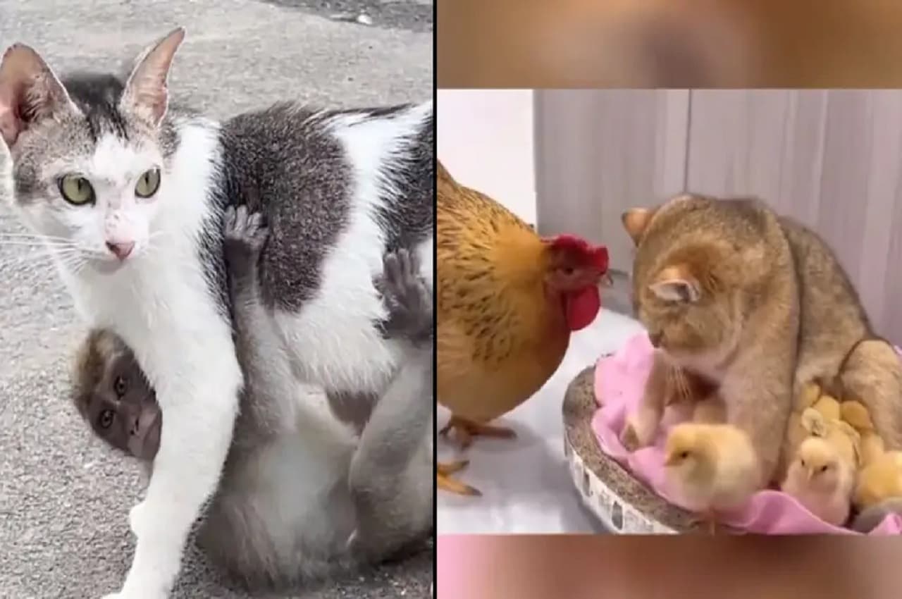 Viral Video: खो गया था बंदर का बच्चा, एक बिल्ली की पड़ गई नजर; देखें- फिर क्या हुआ आगे