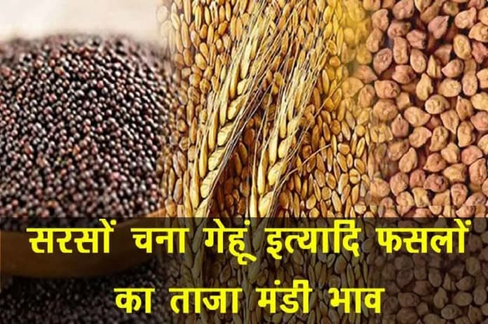 Aaj Ka Mandi Bhav: सरसों, चना व गेहूं के नए दाम आए सामने, जानिए- क्या महंगा, क्या सस्ता