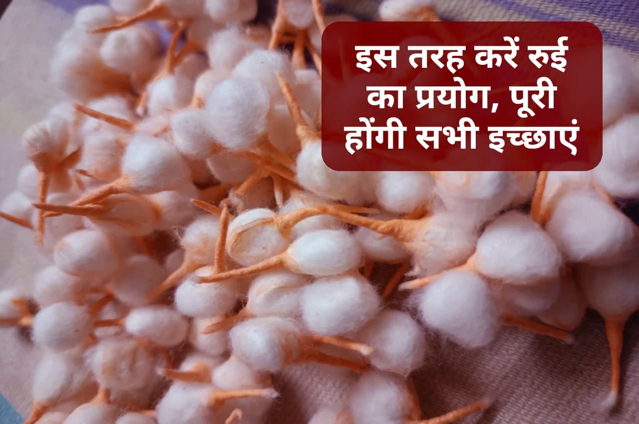 रुई के इन उपायों से पूरी होंगी आपकी सभी मनोकामनाएं