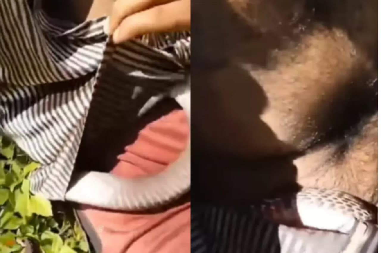 Cobra Viral Video: मानसून अलर्ट! शख्स की शर्ट के अंदर घुस गया जानलेवा कोबरा, रोंगटे खड़े कर देगा ये वीडियो