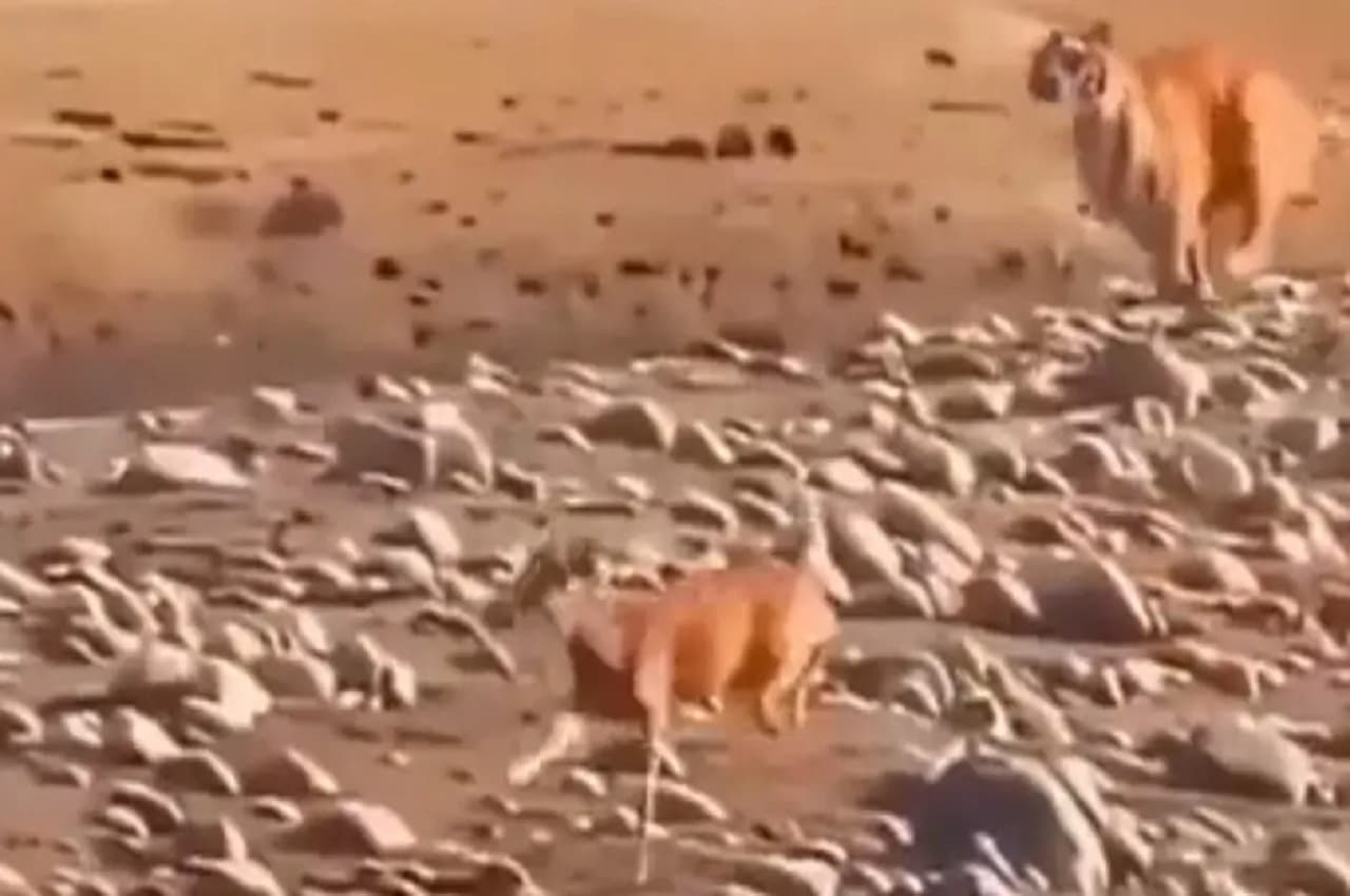 Viral Video: रॉयल बंगाल टाइगर के बिलकुल नजदीक था हिरण, लेकिन कुछ देर में पलट गई बाजी, देखें