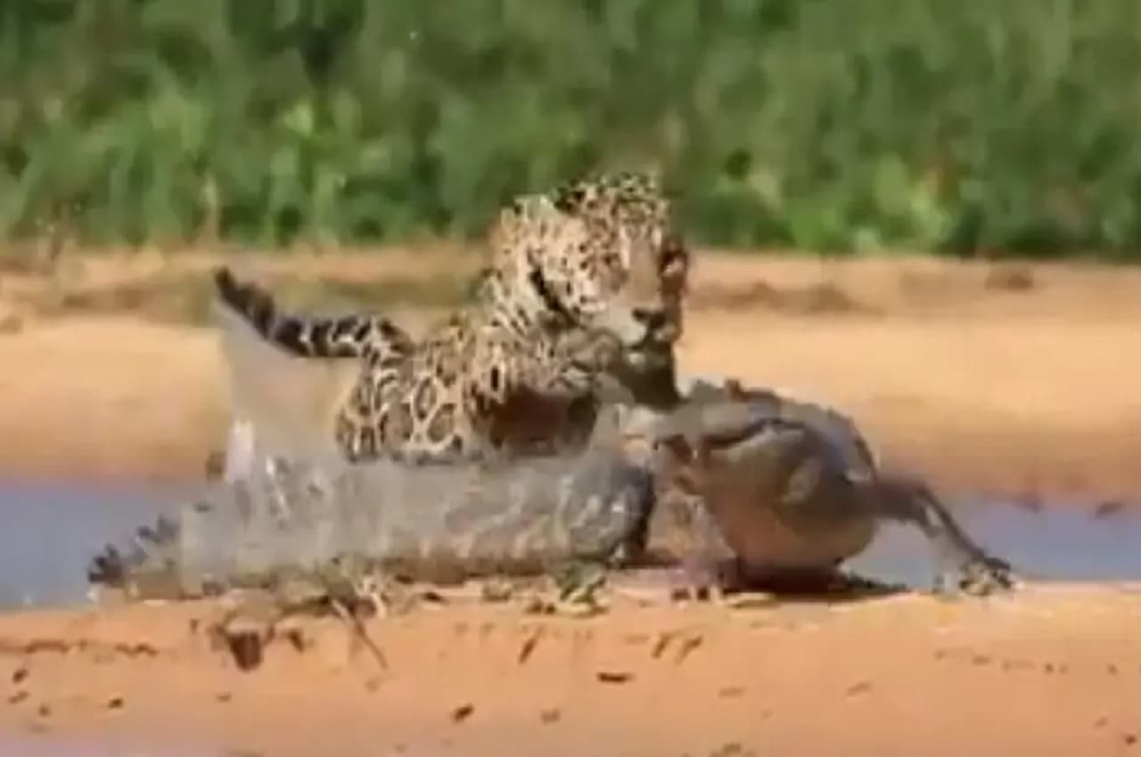 Viral Video: शिकार करना कोई इस Jaguar से सीखे, पानी में ही मगरमच्छ से जीती जंग