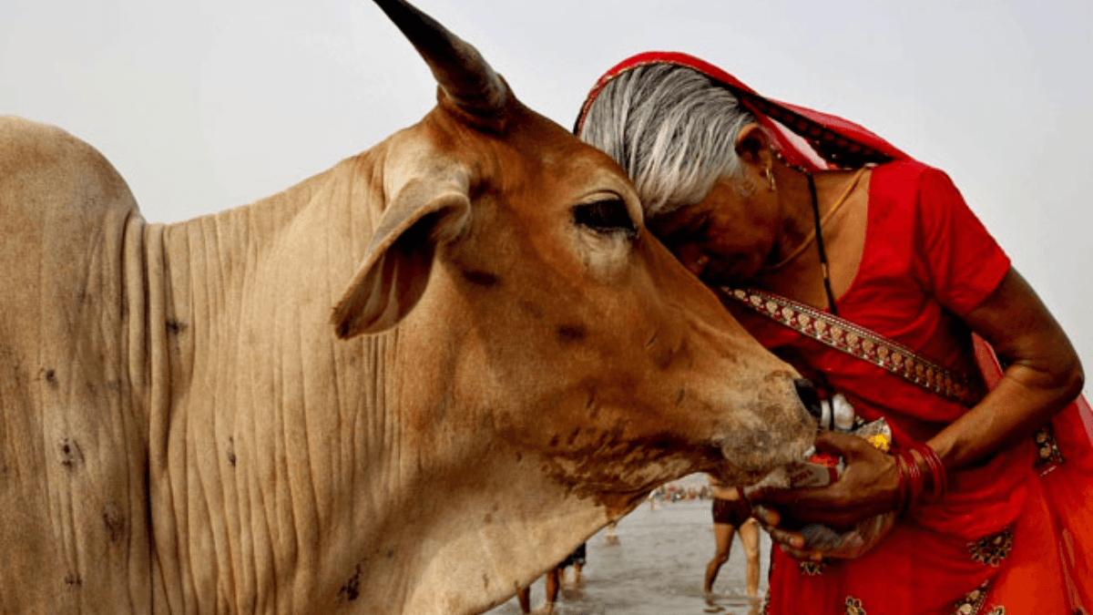क्या गाय को राष्ट्रीय पशु बनाने वाली है केंद्र सरकार? जानें मंत्री ने संसद में क्या दिया जवाब