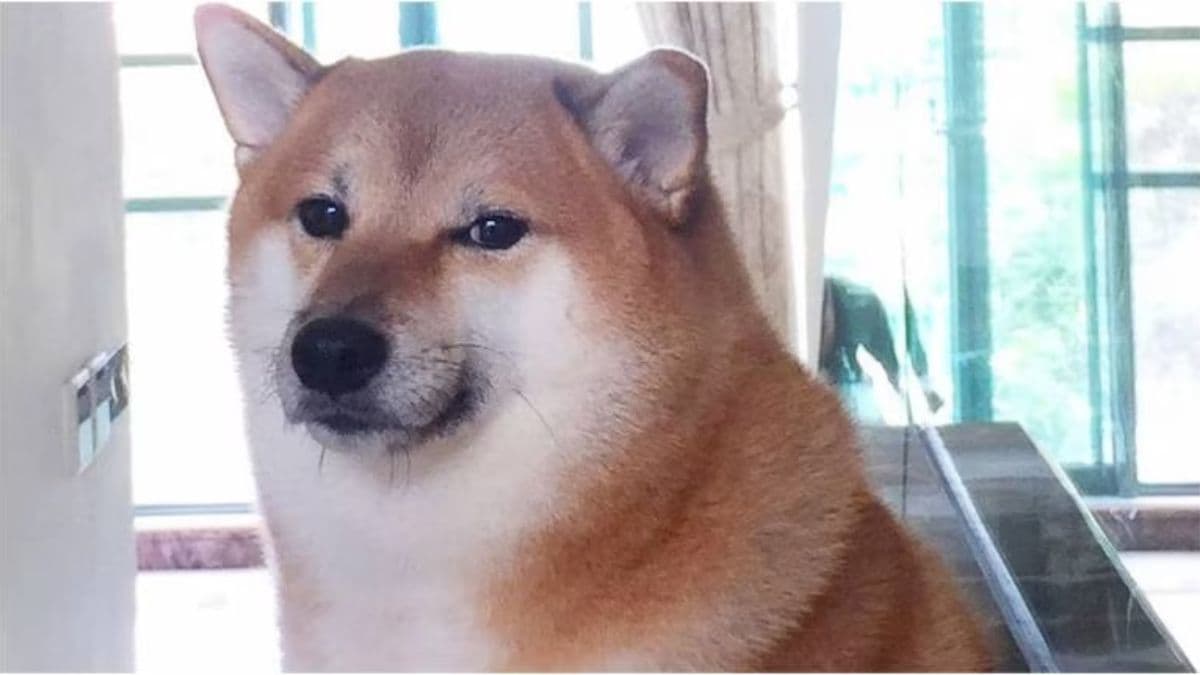 Viral Meme Dog Cheems Death Viral Meme Dog Cheems Death