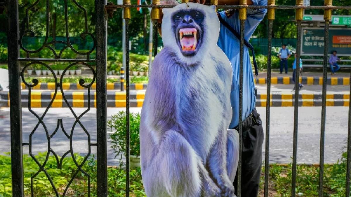 G20 Summit langur cutouts G20 Summit Prevent Langur Menace