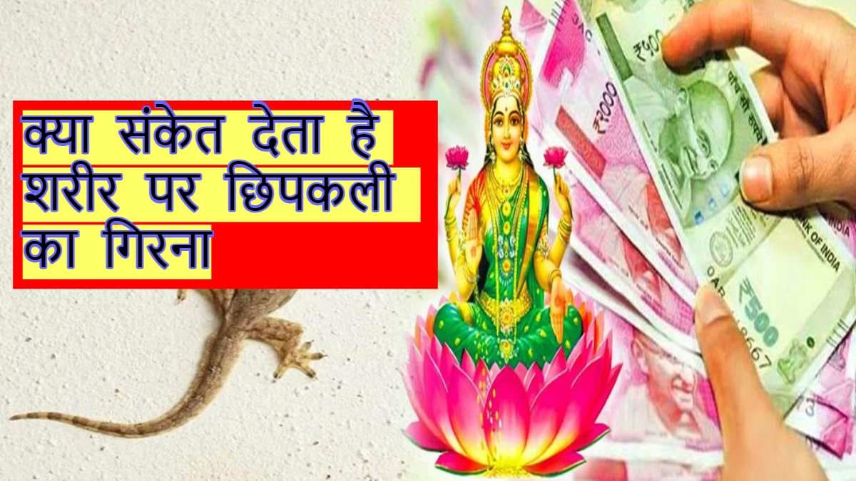 Good Gad Omens: अगर शरीर के इन हिस्सों पर अचानक गिर जाए छिपकली, तो समझिए होने वाले हैं धनवान