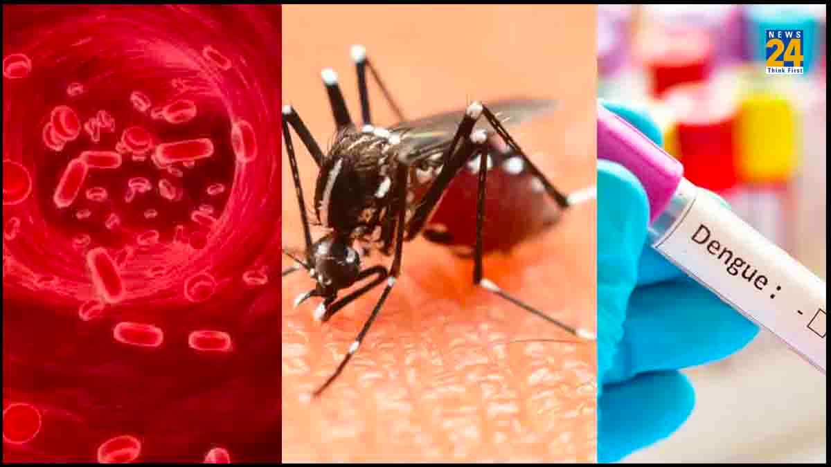 डेंगू में किन कारणों से प्लेटलेट्स हो सकती हैं कम, भूलकर भी न करें ये गलतियां