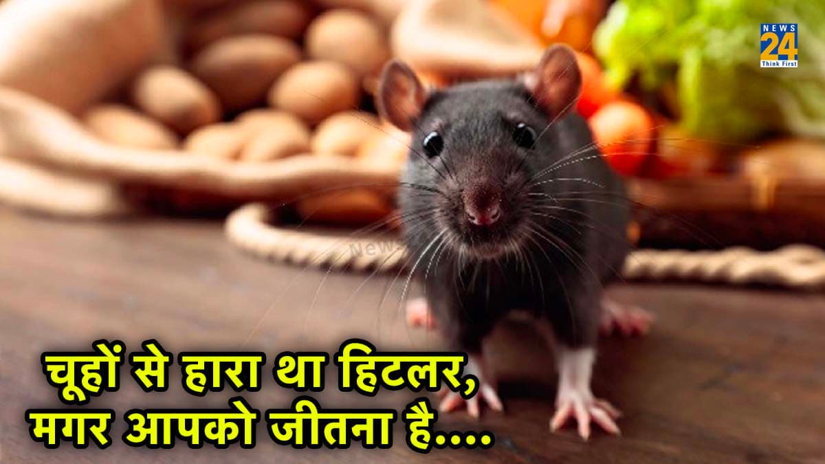 Rodent Free Home: घर-दफ्तर में चूहों से परेशान तो अपनाएं ये 7 आसान ट्रिक्स, पक्का दोबारा नहीं आएंगे