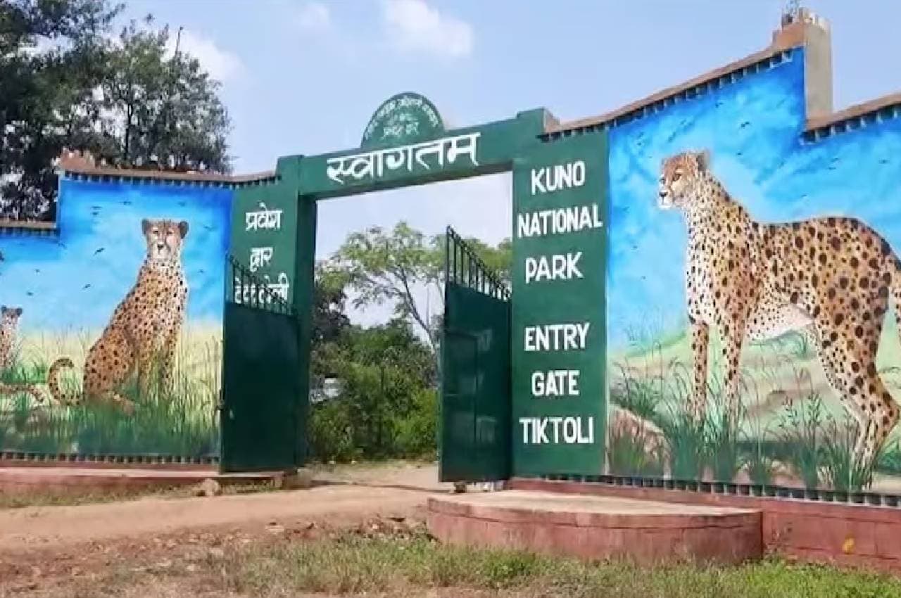 कूनो चीता परियोजना में नहीं होगा कोई बदलाव, ऐसा होने पर योजना को माना जाएगा सफल