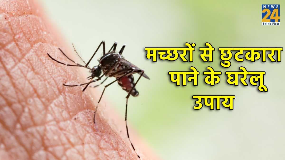 Mosquitoes: मच्छरों के आतंक से हैं परेशान तो अपनाएं ये 7 घरेलू उपाय