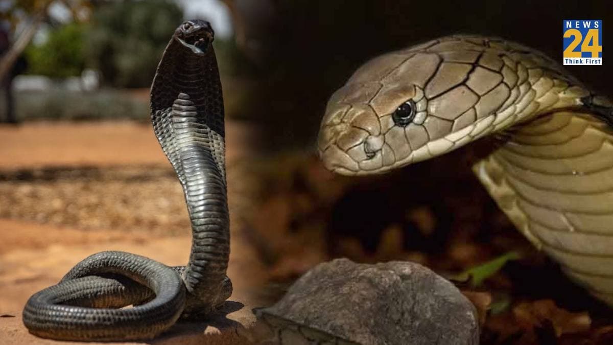 Nag Panchami 2023: इस गांव में सांप होते हैं परिवार का हिस्सा, बच्चे गले में लेकर घूमते हैं