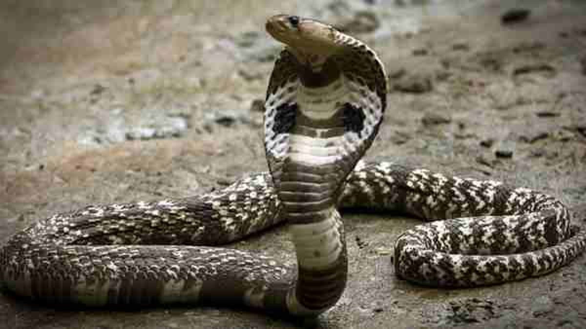 Nag Panchami: जब यज्ञ की अग्नि में भस्म कर दिए गए थे अनगिनत सांप; जानें किसने और क्यों किया था सर्पदमन यज्ञ