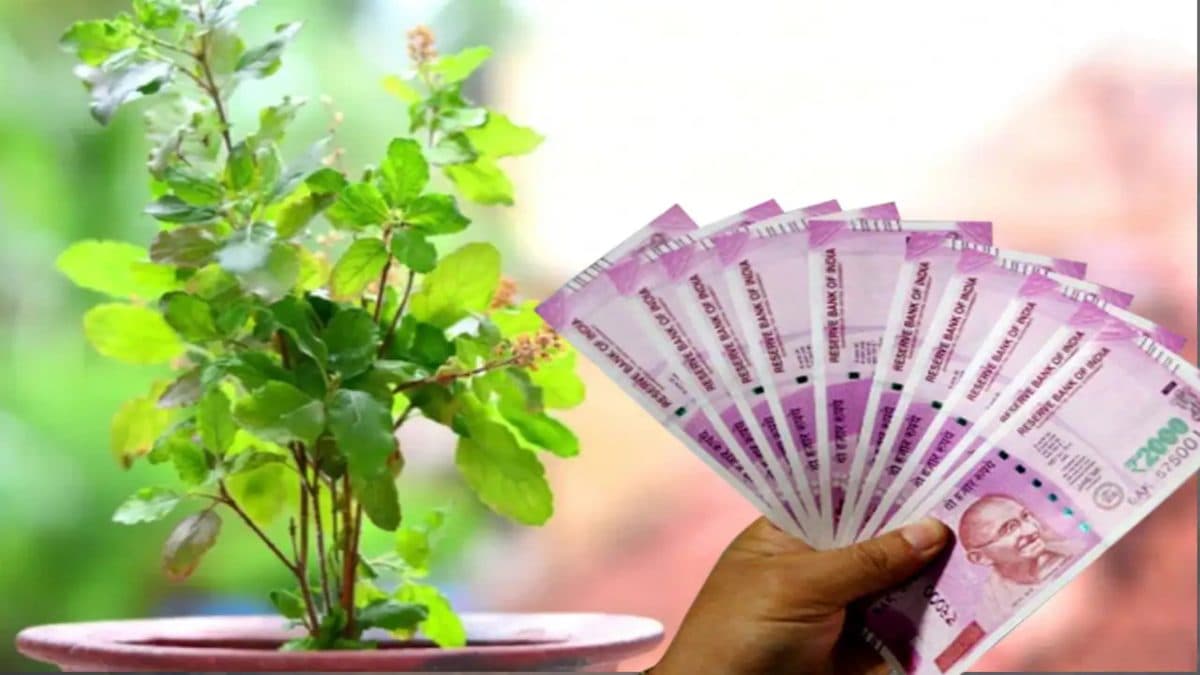 तुलसी का सिर्फ ये 1 उपाय आपको तुरंत बनाएगा धनवान! सालों साल तक घर में रहेंगी मां लक्ष्मी