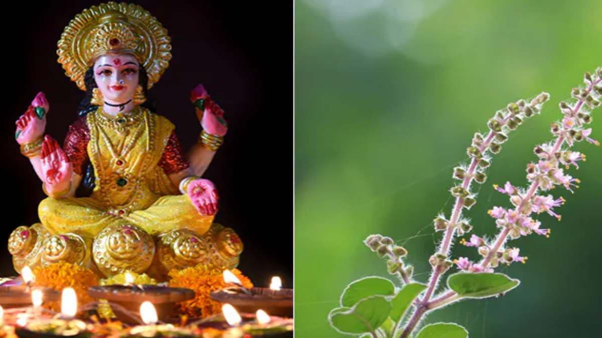घर में है तुलसी का पौधा तो भूलकर भी ना करें ये 2 गलतियां, वरना छिन जाएगी हर खुशियां