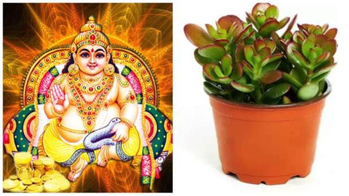 Vastu For Money: इस 1 पौधे को लगाने पर होता है छप्परफाड़ धन लाभ, मनी प्लांट से भी ज्यादा असरदार