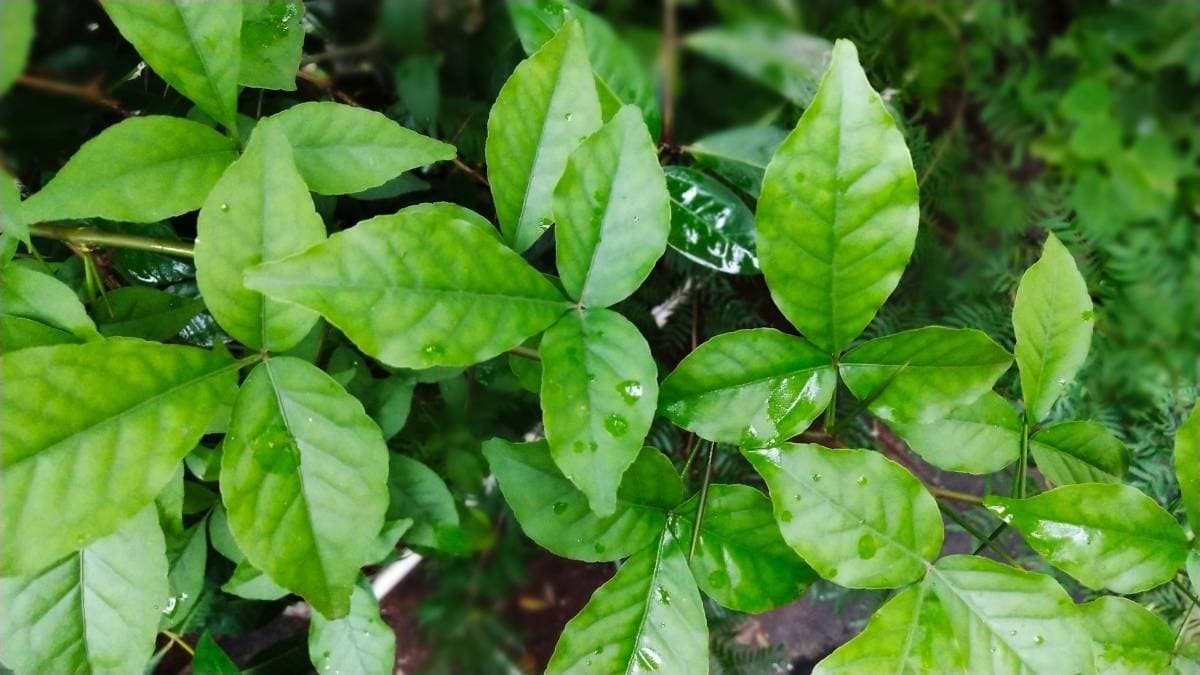 बिल्व पत्र से होगा डायबिटीज और अस्थमा का इलाज