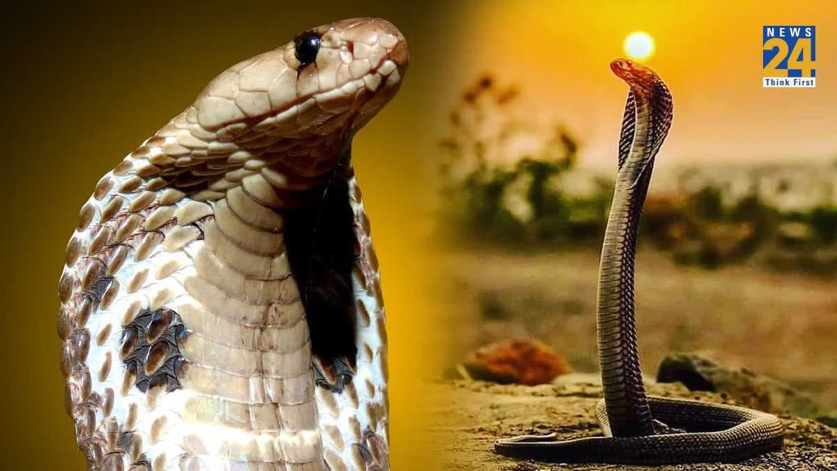 Nag Panchami 2023: बीन की धुन पर नहीं नाचते सांप, दूध भी नहीं पीते; स्टोरी पढ़कर दूर कर लें ये 6 भ्रम