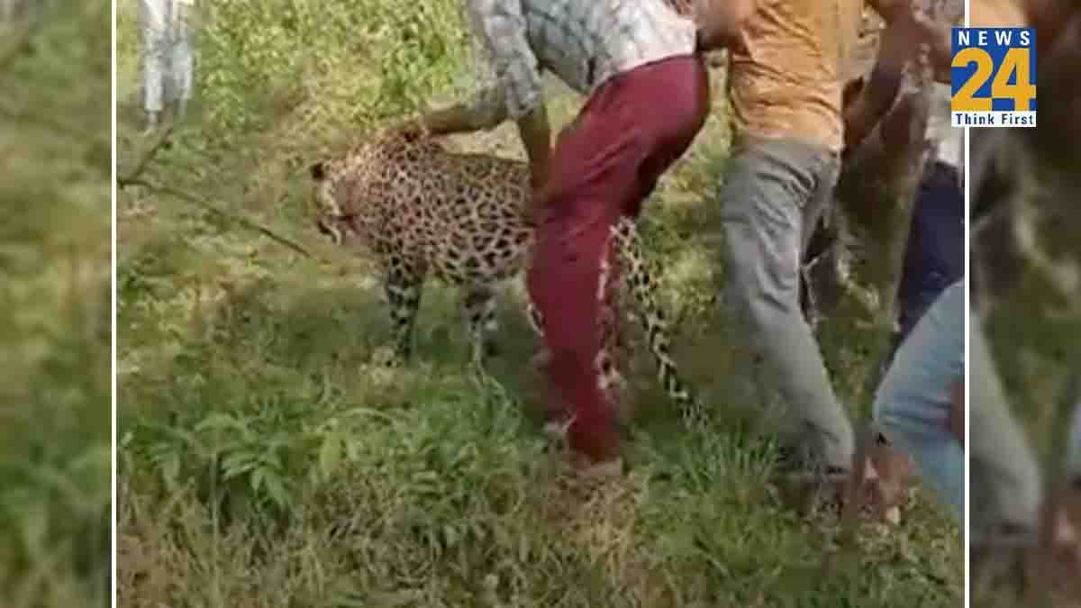 Watch Video: हद है... खूंखार तेंदुए को गांव के लोगों ने बनाया 'बकरी', सेल्फी ली, रील्स भी बनाई