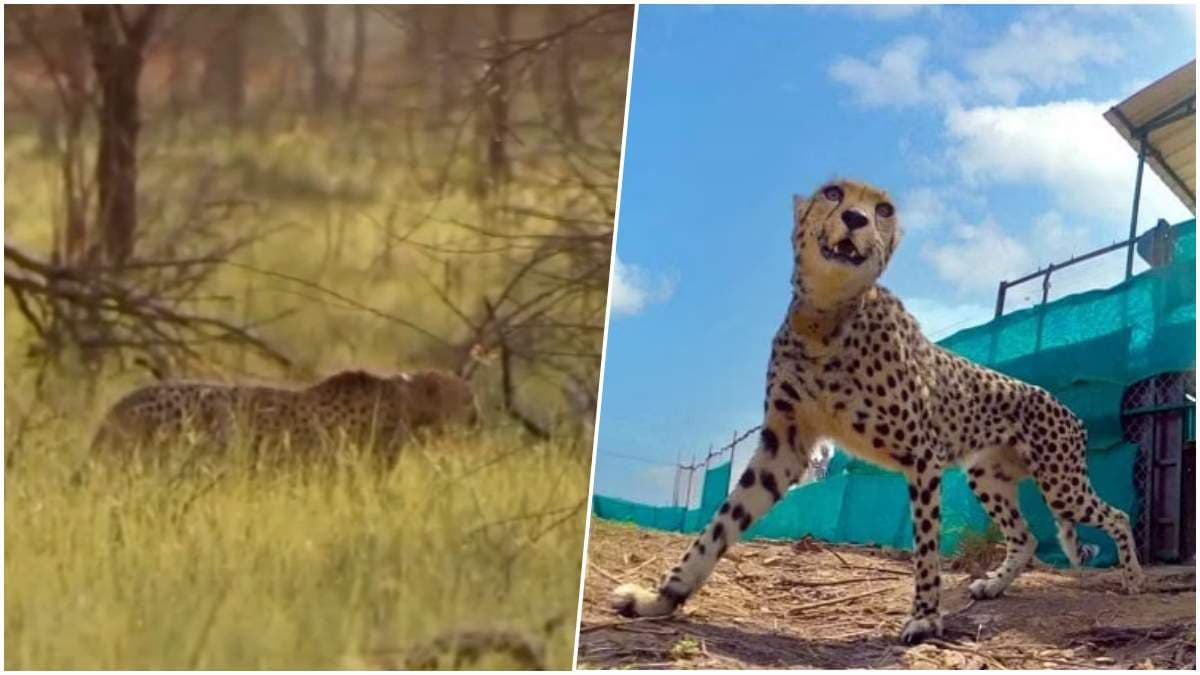 खुशखबरी: कूनो में जल्द होगा पर्यटकों को चीतों का दीदार, 180 हेक्टेयर में बनेगी सफारी