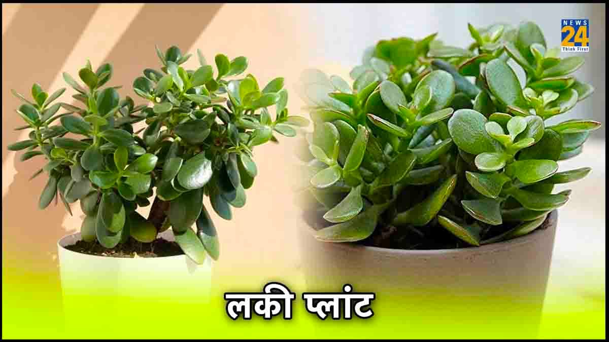 मनी प्लांट से भी पावरफुल है ये चमत्कारी पौधा, घर में लगाने से मां लक्ष्मी की होती है अपार कृपा