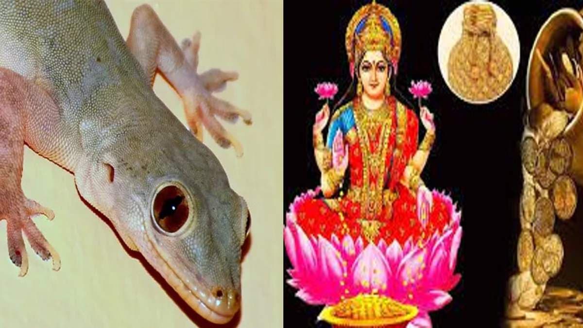 इन 5 जगहों पर 'छिपकली' का गिरना है बेहद शुभ, मिले ये संकेत तो समझिए बनने वाले हैं अमीर
