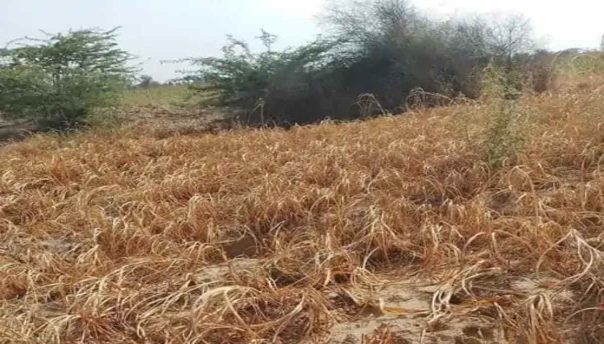 Rajasthan Weather Alert: तापमान में बढ़ोतरी से सूखने लगी फसलें, मौसम विभाग ने जारी किया ताजा अपडेट