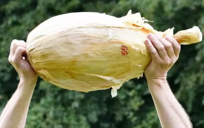 The Giant Onion: ये है दुनिया का सबसे बड़ा प्याज! वजन जानकर रह जाएंगे शॉक्ड
