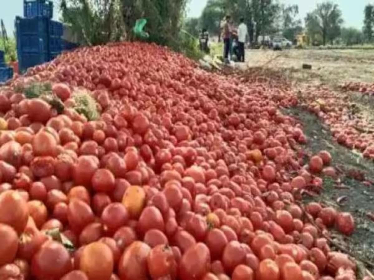 250 रुपये किलो बिकने वाला टमाटर बिक रहा 3 रुपये किलो, सड़कों पर फेंकने के लिए क्यों मजबूर हुए किसान?