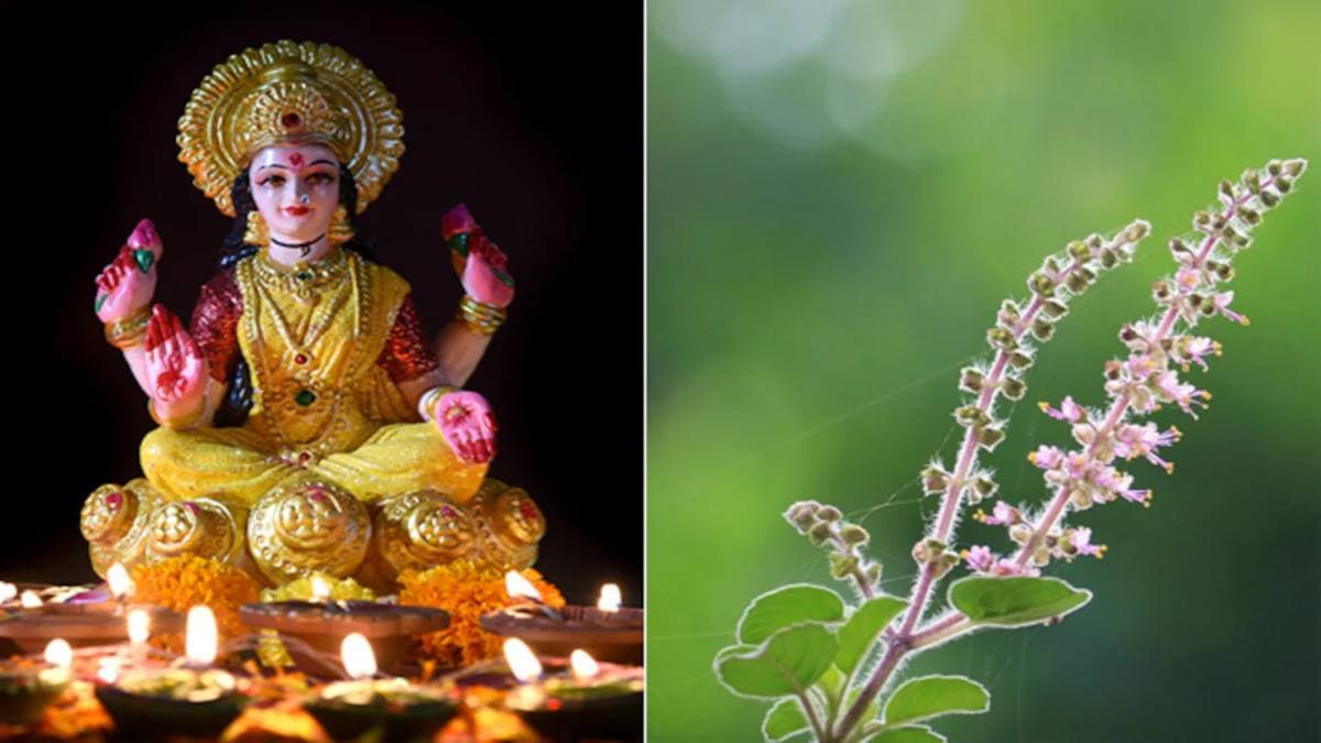 Tulsi Bad Omens: तुलसी का पौधा सूखना देता है अपशकुन का संकेत, धन की देवी भी चली जाती हैं घर छोड़कर
