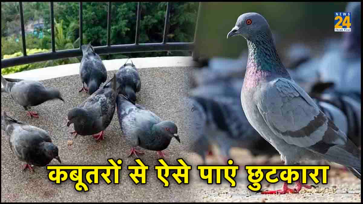 Keep Pigeons Away: बालकनी में कबूतरों ने मचा दिया है आतंक? ये तरीके अपनाकर भगाएं