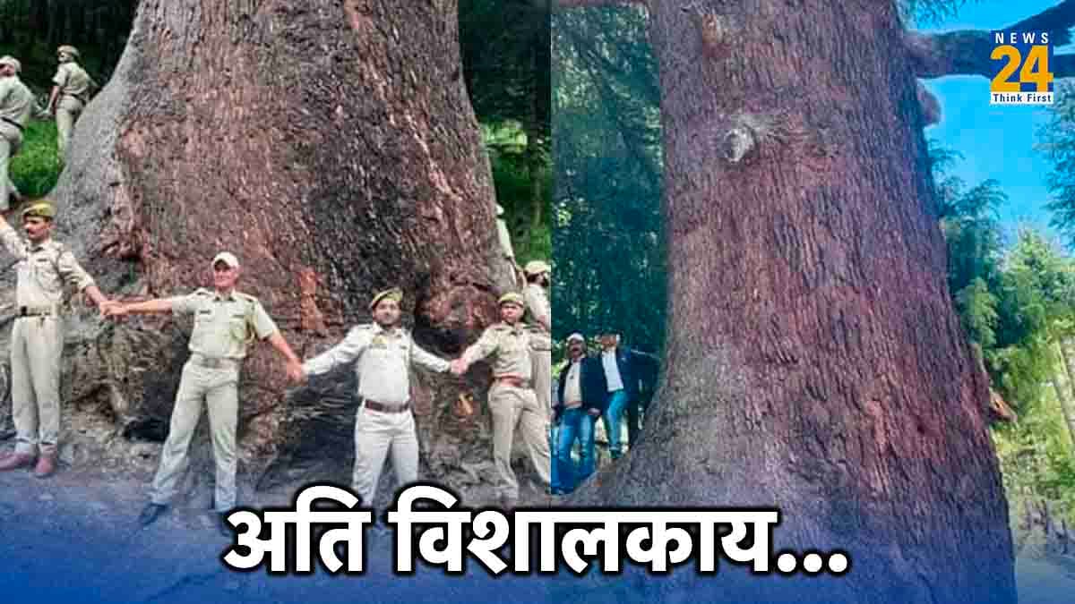 World Largest Cedar Tree